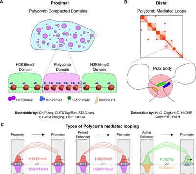 Know when to fold ‘em: Polycomb complexes in oncogenic 3D genome regulation